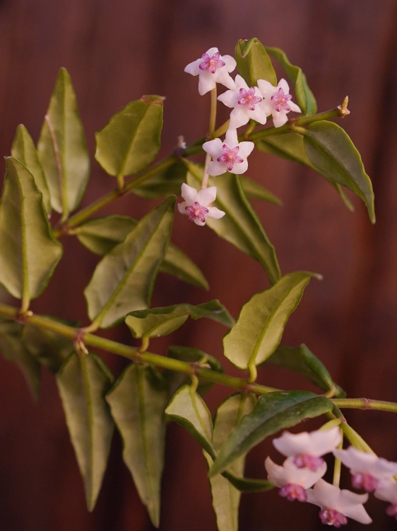 Hoya bella ⌀22cm