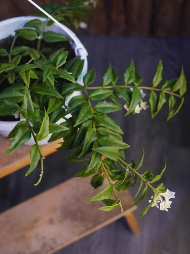 Hoya bella ⌀22cm