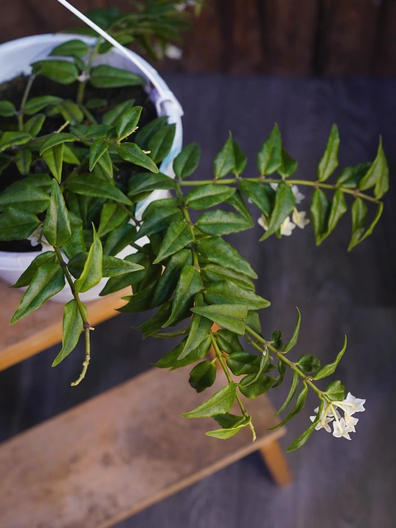 Hoya bella ⌀22cm