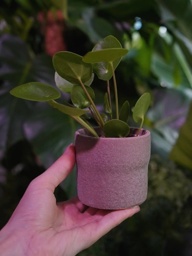 Osłonka ceramiczna Czarka Brąz ⌀6cm