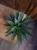 Agawa Shaka Zulu ⌀15cm