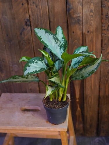 Aglaonema Jubilee ⌀12cm