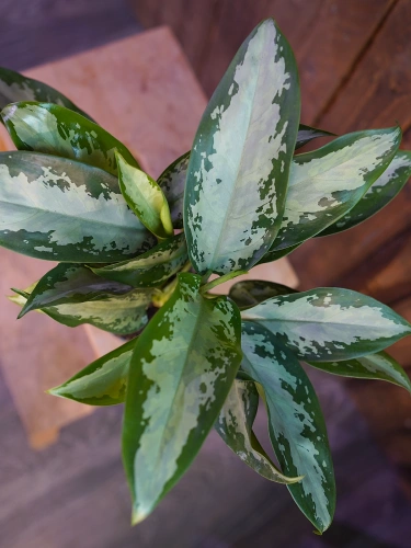 Aglaonema Jubilee ⌀12cm