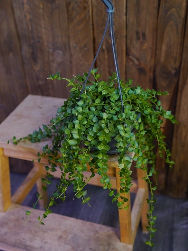 Dischidia ruscifolia ⌀14cm