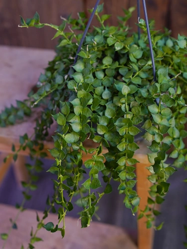Dischidia ruscifolia ⌀14cm