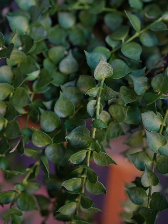 Dischidia ruscifolia ⌀14cm