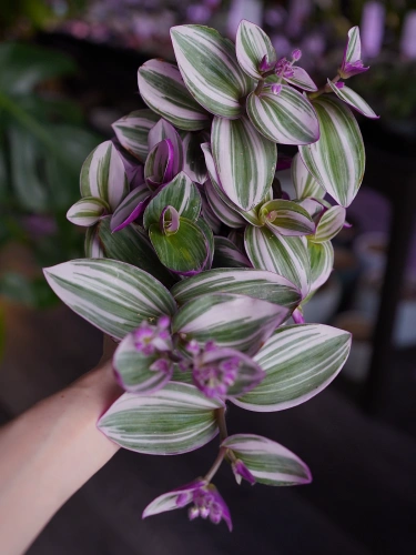 Tradescantia Nanouk Trzykrotka ⌀12cm