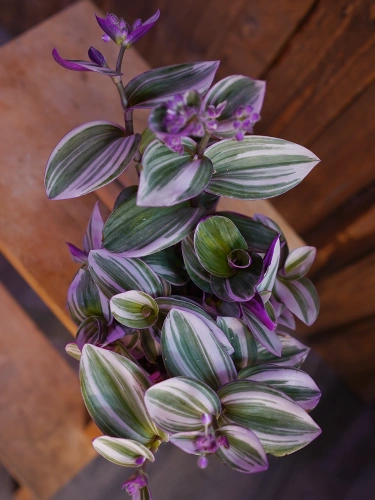 Tradescantia Nanouk Trzykrotka ⌀12cm