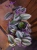 Tradescantia Nanouk Trzykrotka ⌀12cm