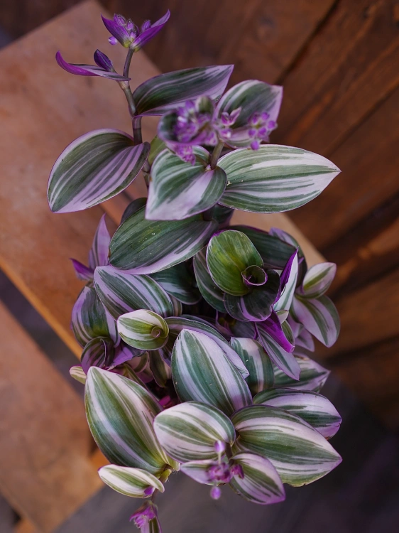 Tradescantia Nanouk Trzykrotka ⌀12cm