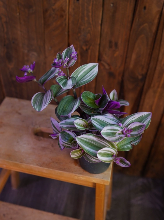 Tradescantia Nanouk Trzykrotka ⌀12cm