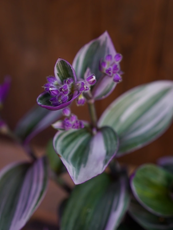 Tradescantia Nanouk Trzykrotka ⌀12cm