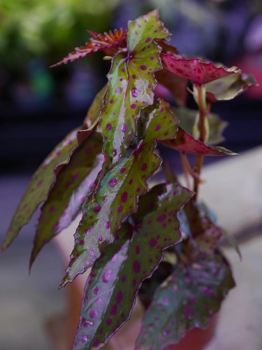 Begonia amphioxus x malachosticta ⌀8cm