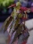 Begonia amphioxus x malachosticta ⌀8cm