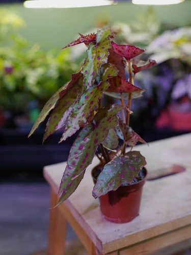 Begonia amphioxus x malachosticta ⌀8cm