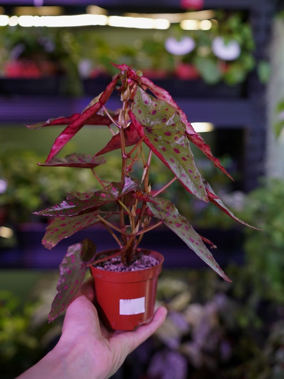 Begonia amphioxus x malachosticta ⌀8cm