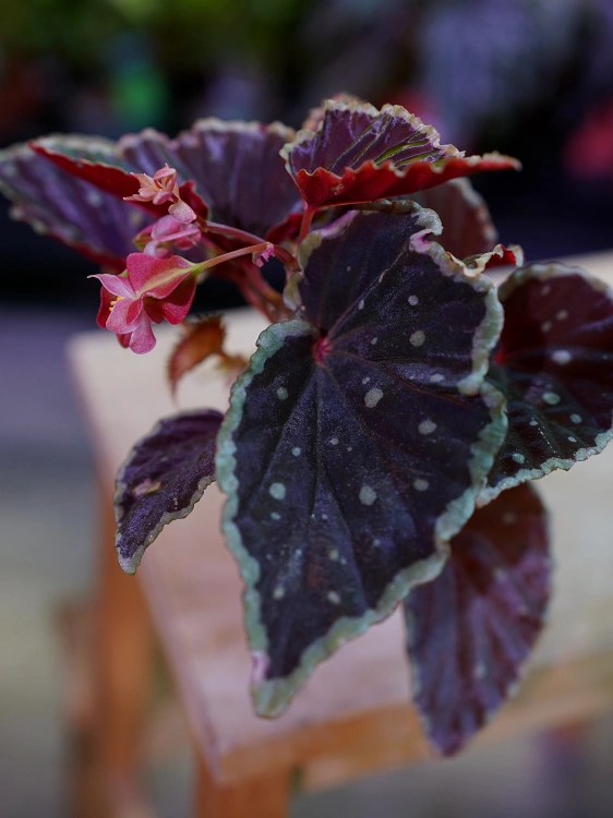 Begonia darthvaderiana 'Green Spots' ⌀8cm