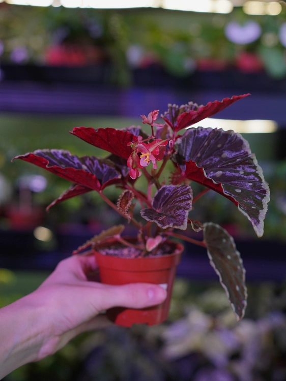 Begonia darthvaderiana 'Green Spots' ⌀8cm