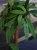 Hoya scortechinii (UT001 sp. Pink flowers) ⌀12cm
