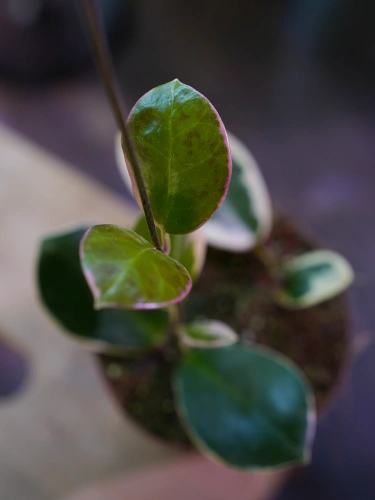 Hoya australis tenuipes ⌀12cm