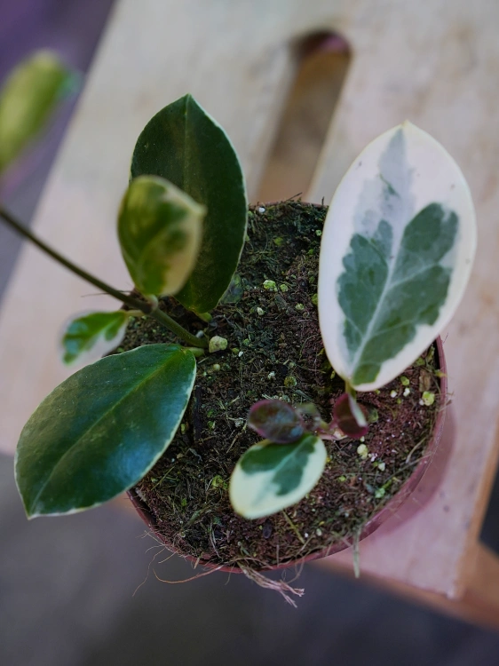 Hoya australis tenuipes ⌀12cm