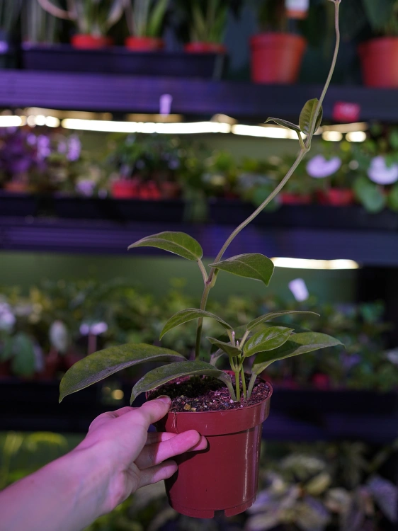 Hoya albiflora ⌀12cm