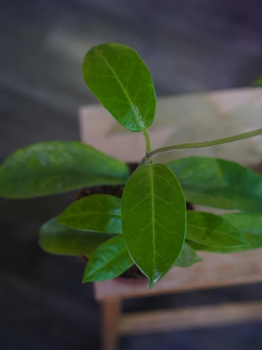 Hoya albiflora ⌀12cm