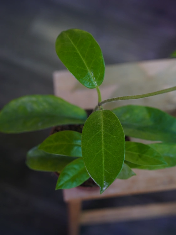 Hoya albiflora ⌀12cm