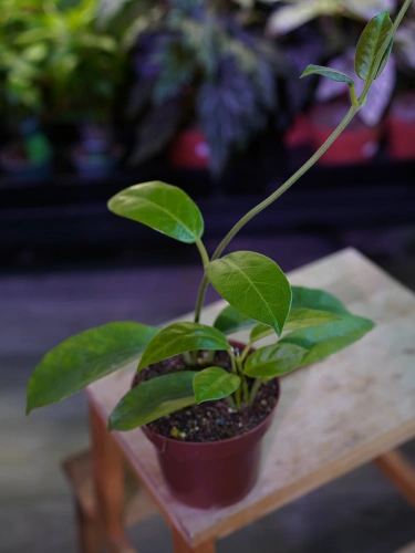 Hoya albiflora ⌀12cm
