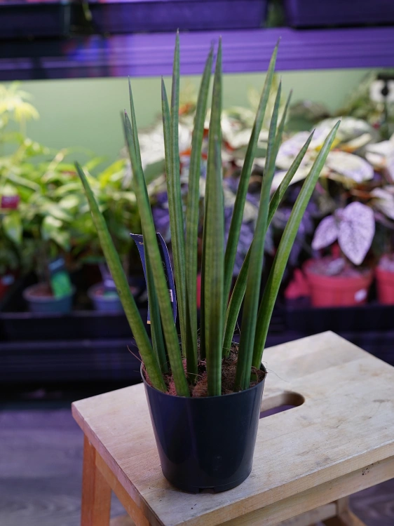 Sansevieria cylindrica ⌀12cm