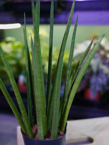 Sansevieria cylindrica ⌀12cm