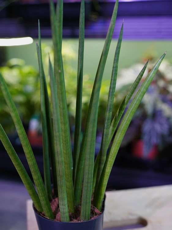 Sansevieria cylindrica ⌀12cm
