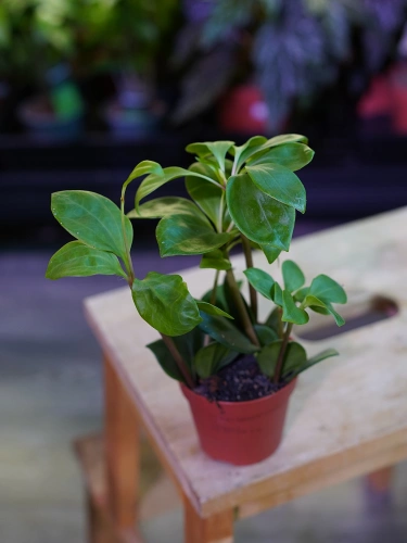 Peperomia pereskiifolia ⌀8,5cm