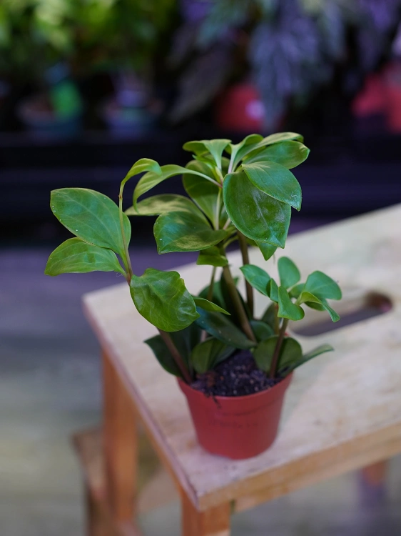 Peperomia pereskiifolia ⌀8,5cm