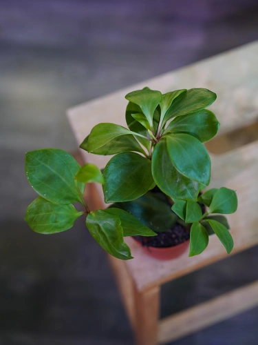 Peperomia pereskiifolia ⌀8,5cm