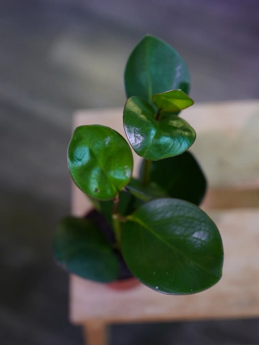 Peperomia clusiifolia 'Red Margin' ⌀8,5cm