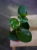 Peperomia clusiifolia 'Red Margin' ⌀8,5cm