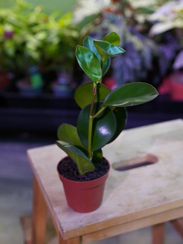Peperomia clusiifolia 'Red Margin' ⌀8,5cm