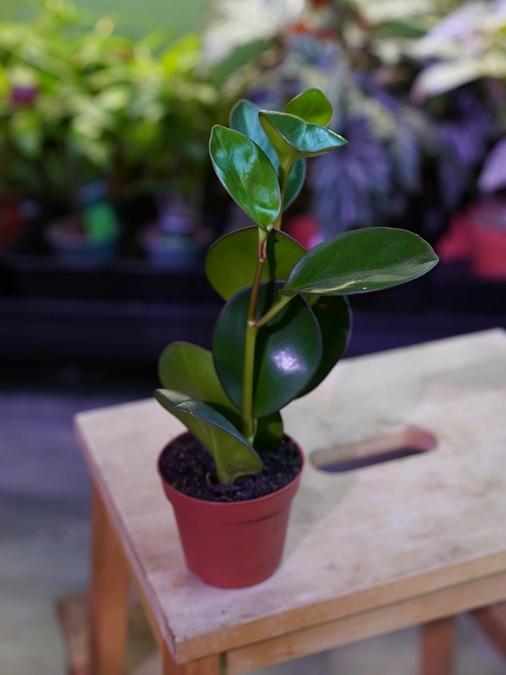 Peperomia clusiifolia 'Red Margin' ⌀8,5cm