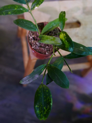Hoya lobbii 'Red flowers' ⌀12cm