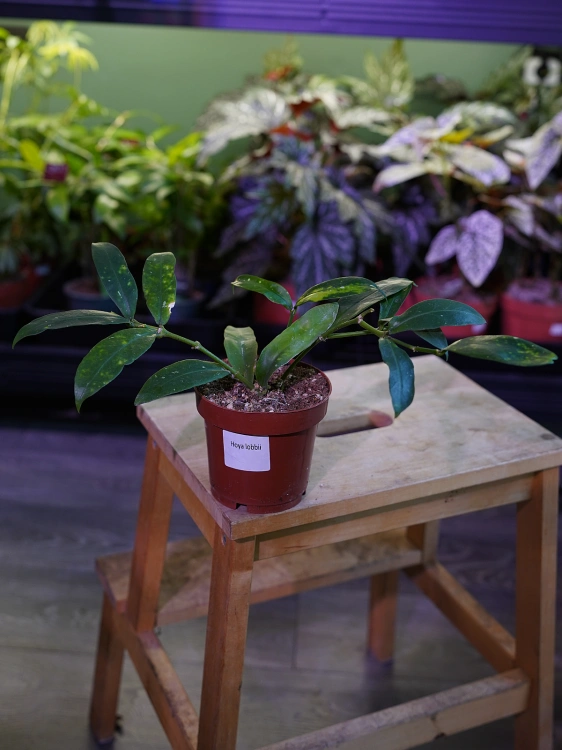 Hoya lobbii 'Red flowers' ⌀12cm