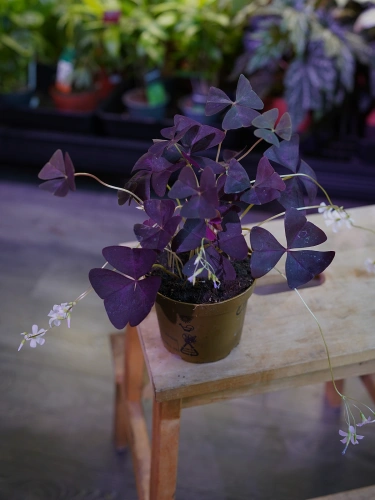 Oxalis triangularis 'Mijke' Szczawik ⌀12cm