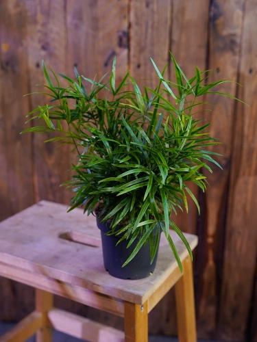 Asparagus falcatus ⌀12cm