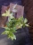 Pellionia repens Variegata ⌀12cm