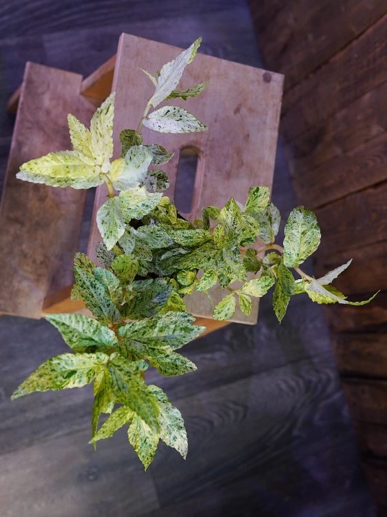Pellionia repens Variegata ⌀12cm