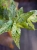 Pellionia repens Variegata ⌀12cm
