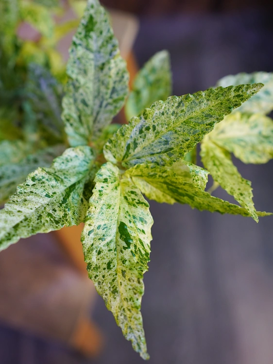 Pellionia repens Variegata ⌀12cm