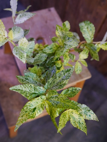 Pellionia repens Variegata ⌀12cm