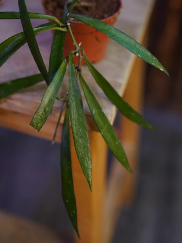 Hoya mirabilis ⌀6cm