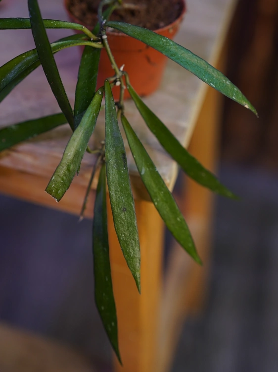Hoya mirabilis ⌀6cm